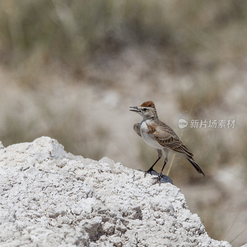 Red-capped Lark, Calandrella cinerea; Etosha National Park, Namibia, Africa